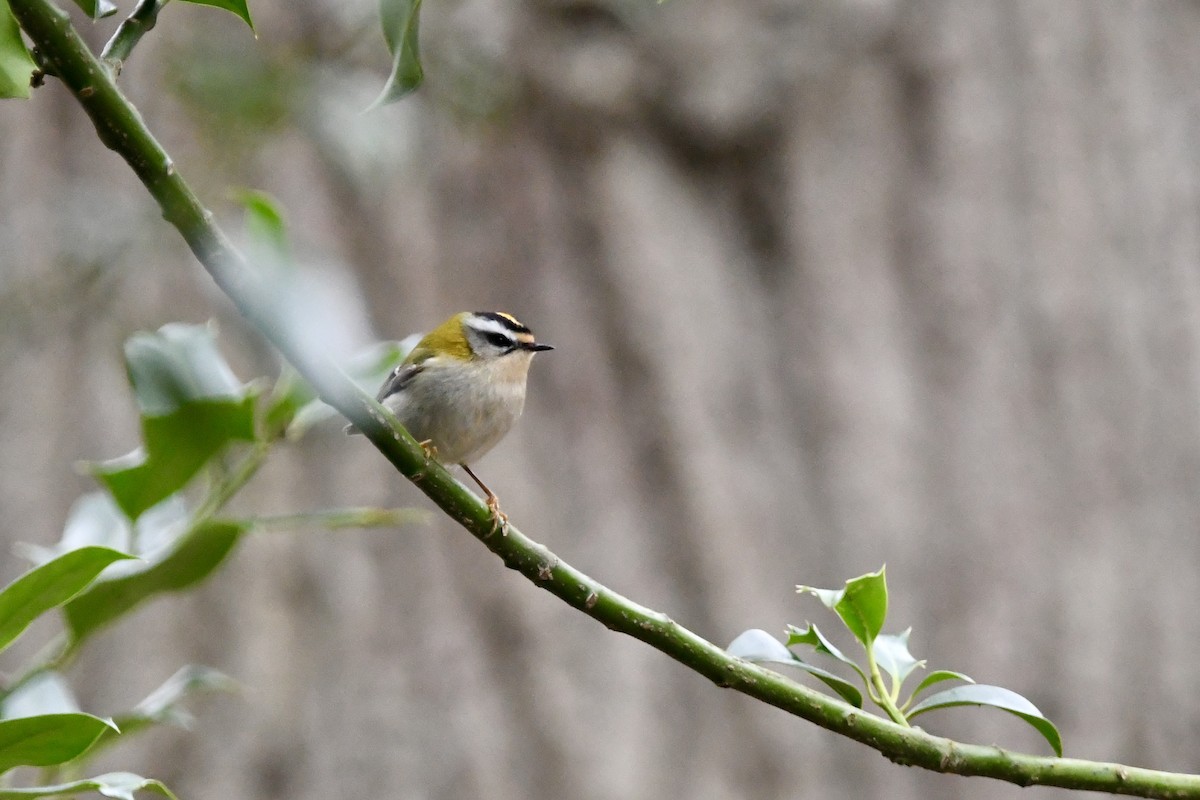 Common Firecrest - ML616024953