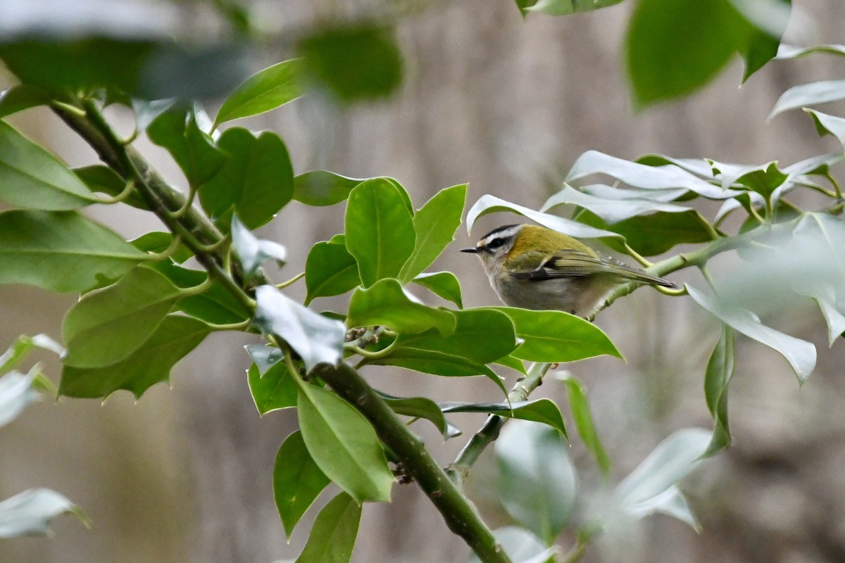 Common Firecrest - ML616024954