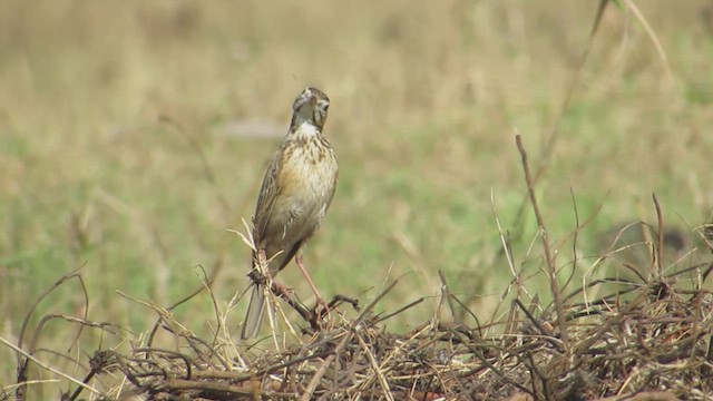 Richard's Pipit - ML616024961