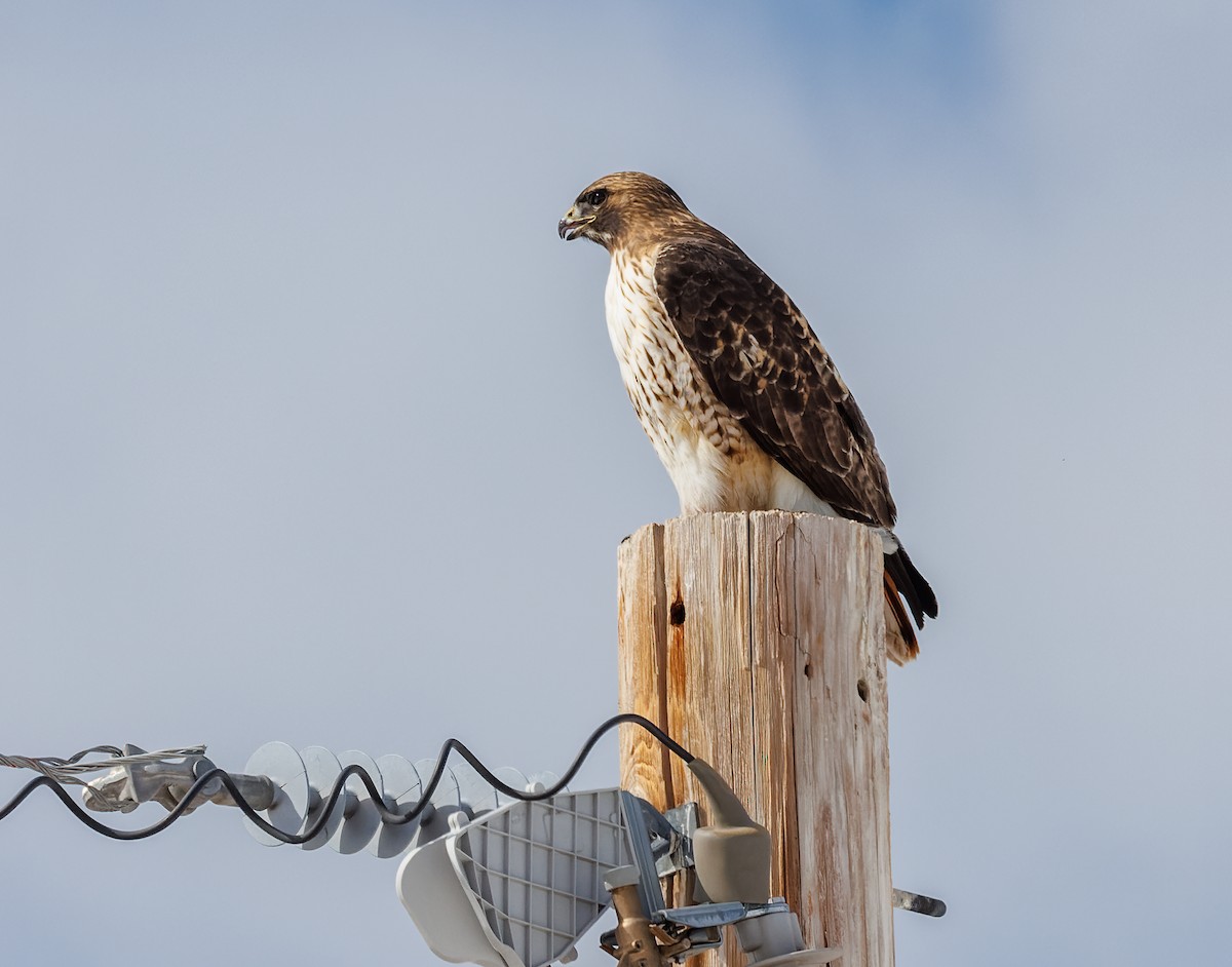 Red-tailed Hawk - ML616024987