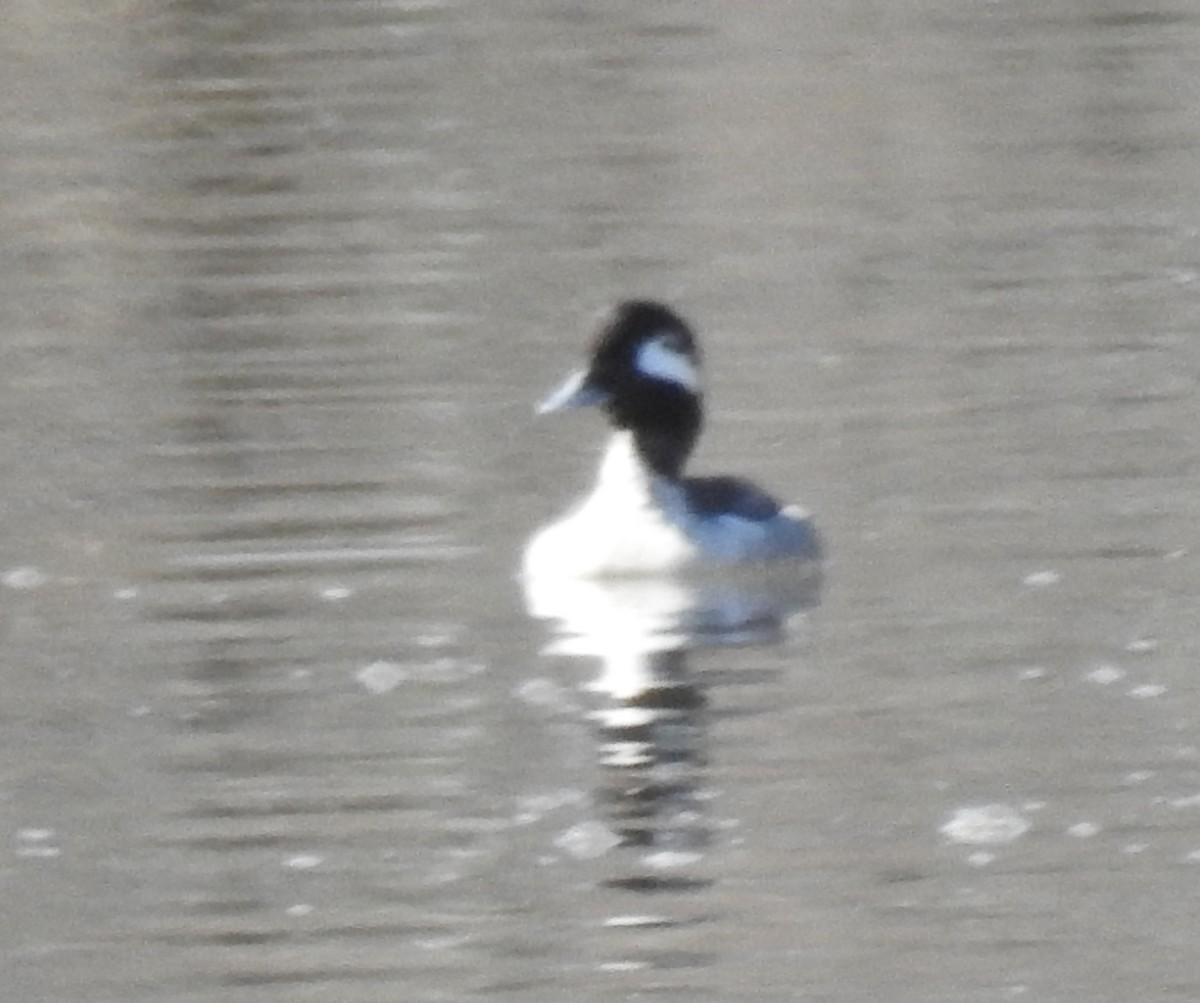 Bufflehead - ML616025060