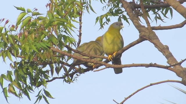 Yellow-footed Green-Pigeon - ML616025075
