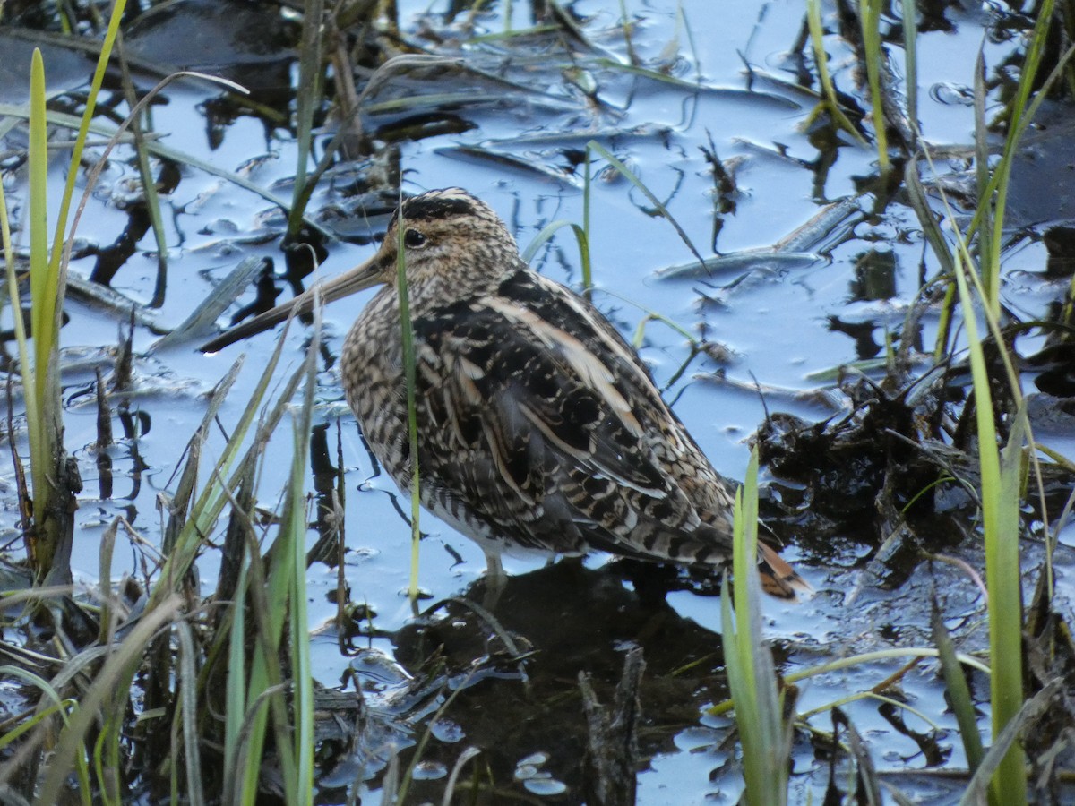 Common Snipe - ML616025083