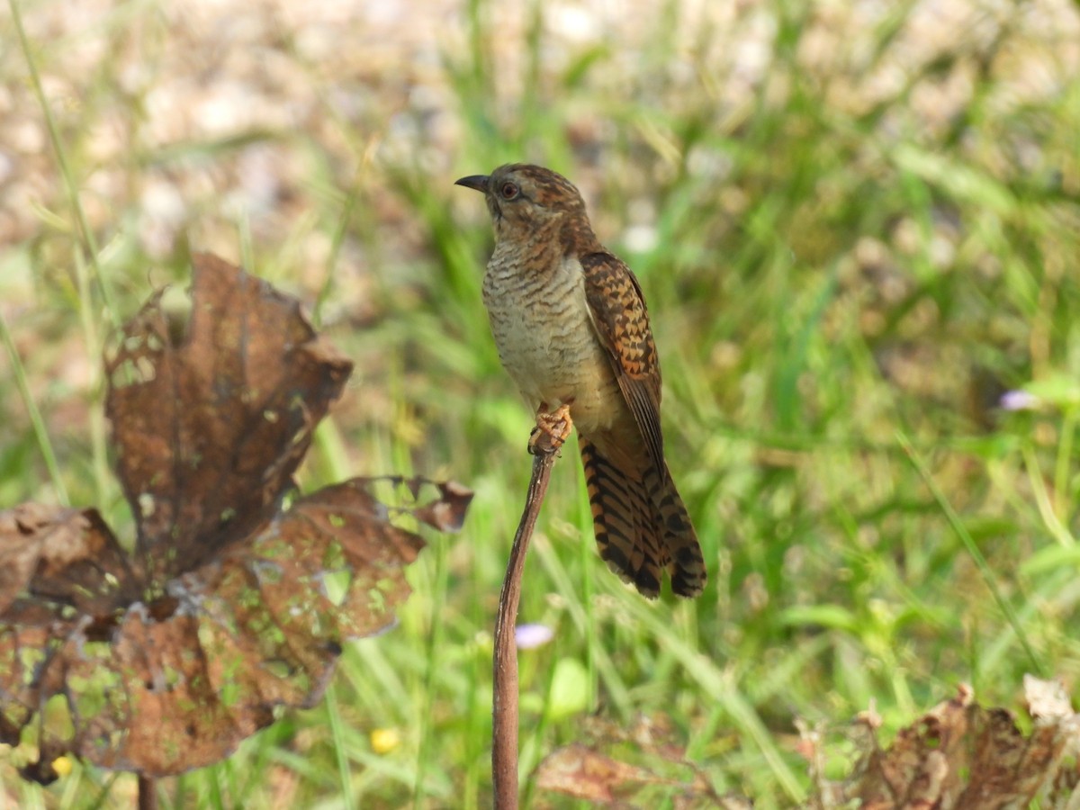 Plaintive Cuckoo - ML616025101