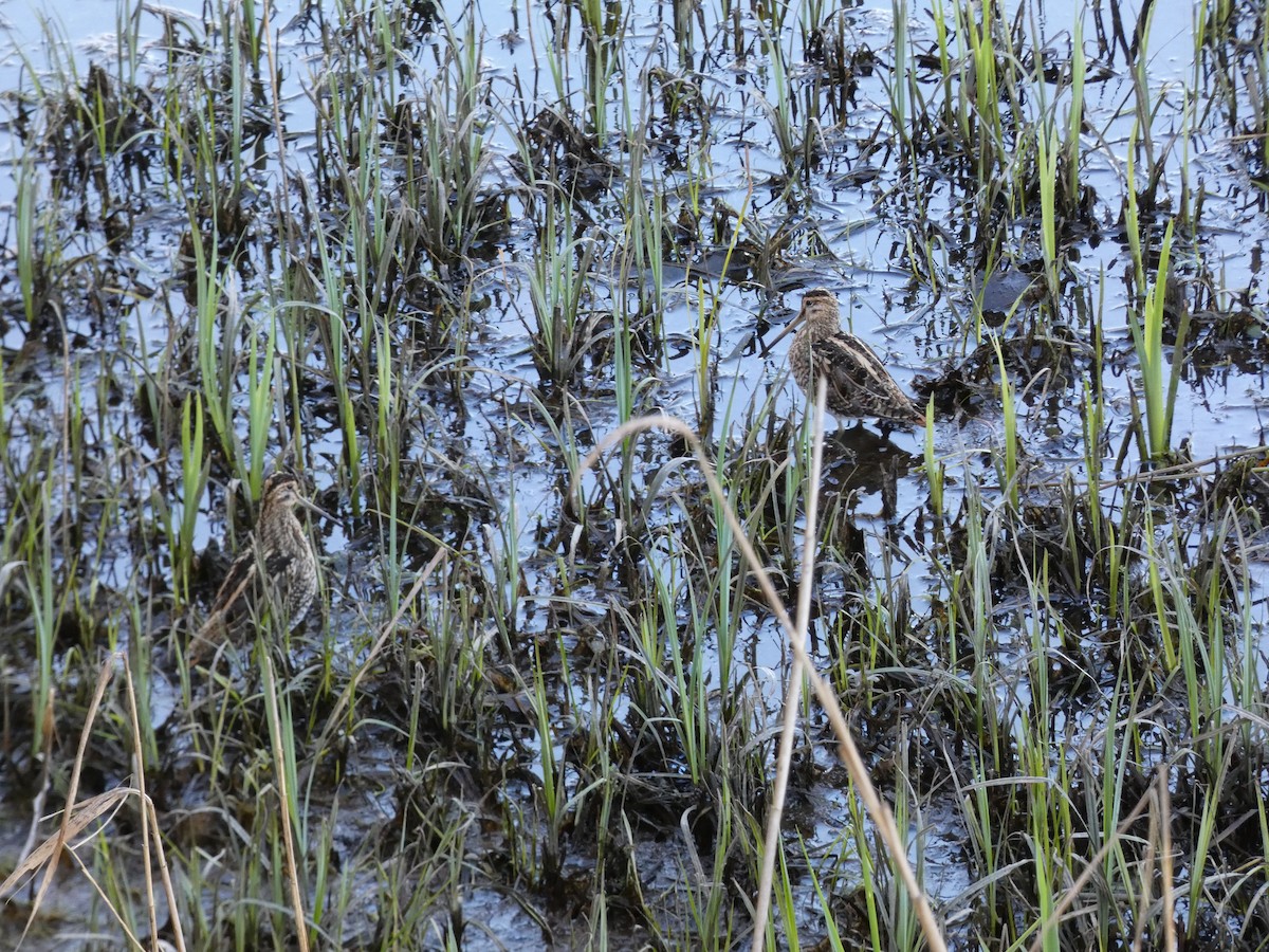 Common Snipe - ML616025142