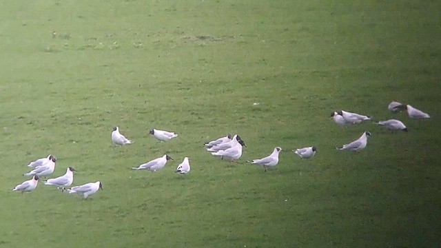 Mouette mélanocéphale - ML616025146