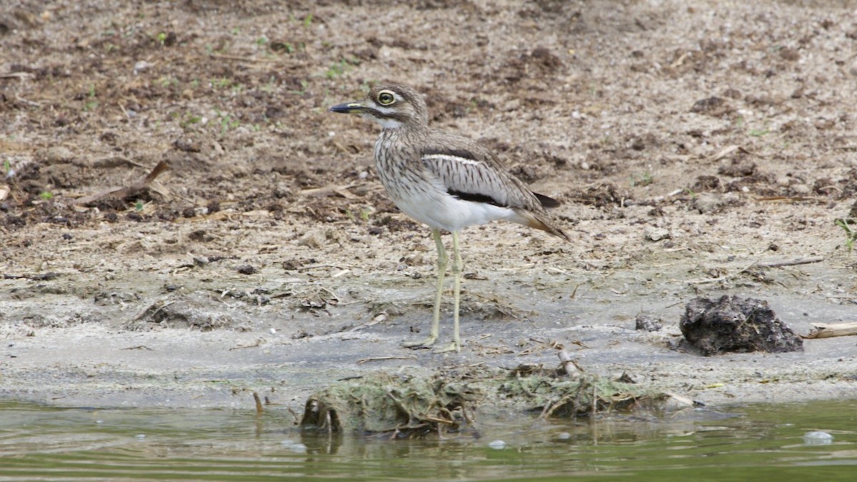 Water Thick-knee - ML616025155