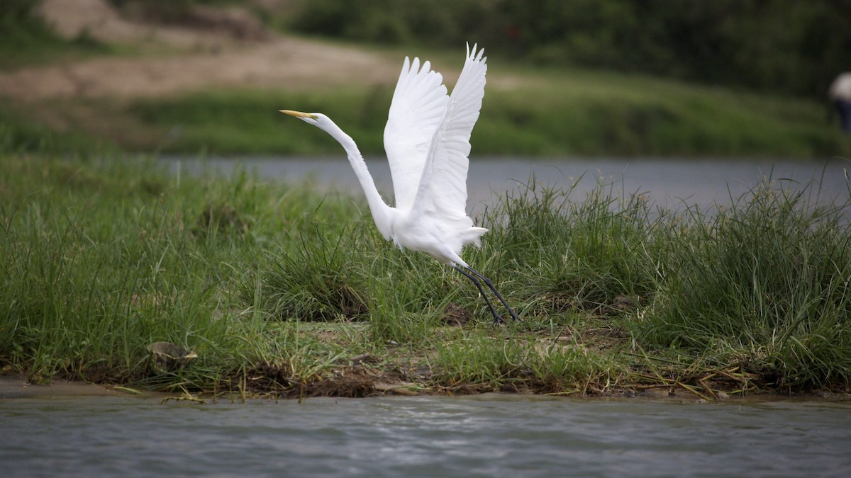 Great Egret - ML616025162