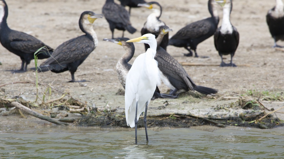 Great Egret - ML616025165