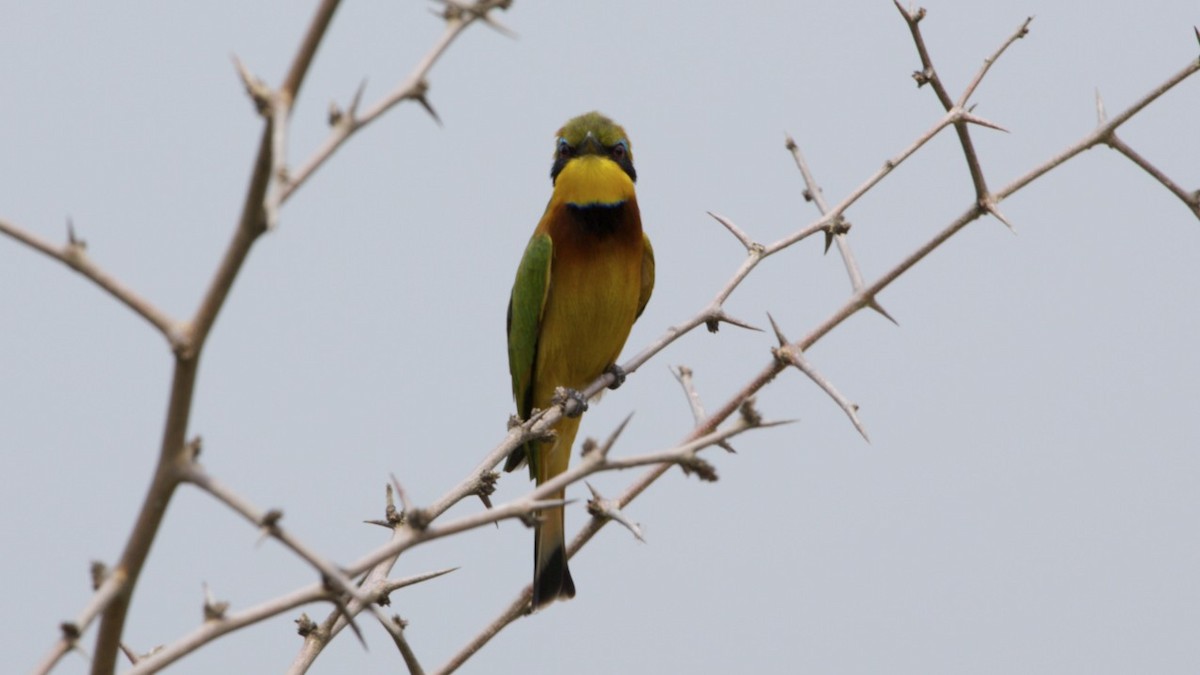 Cinnamon-chested Bee-eater - ML616025167