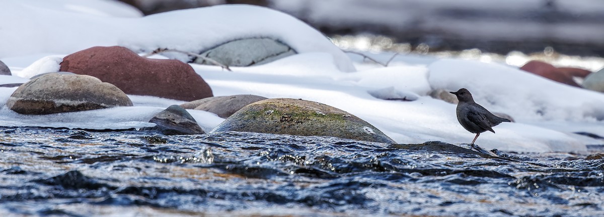 American Dipper - ML616025175