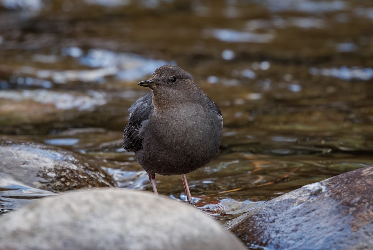 American Dipper - ML616025177