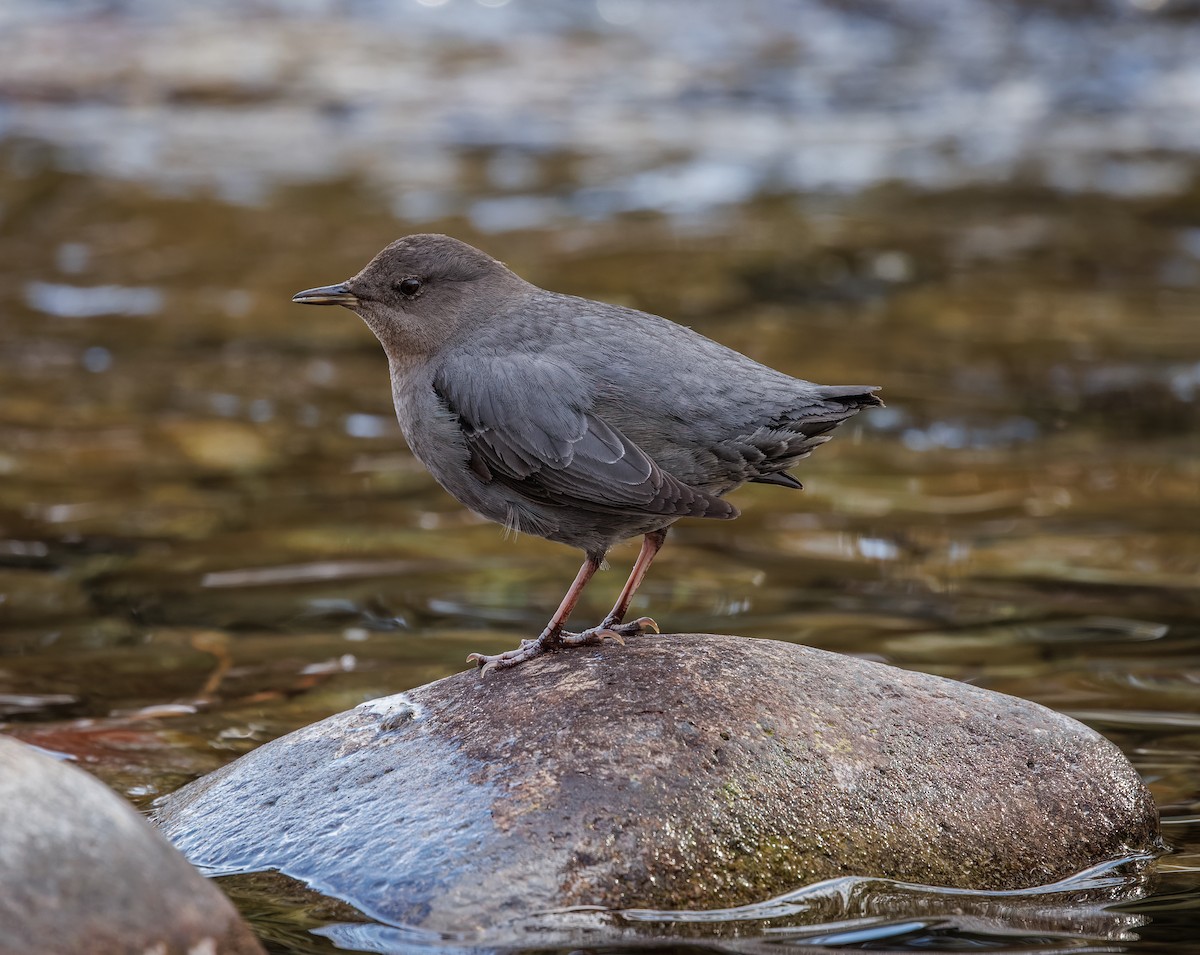 American Dipper - ML616025178