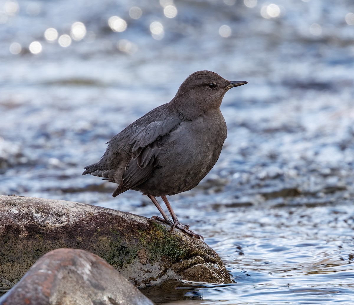 American Dipper - ML616025182