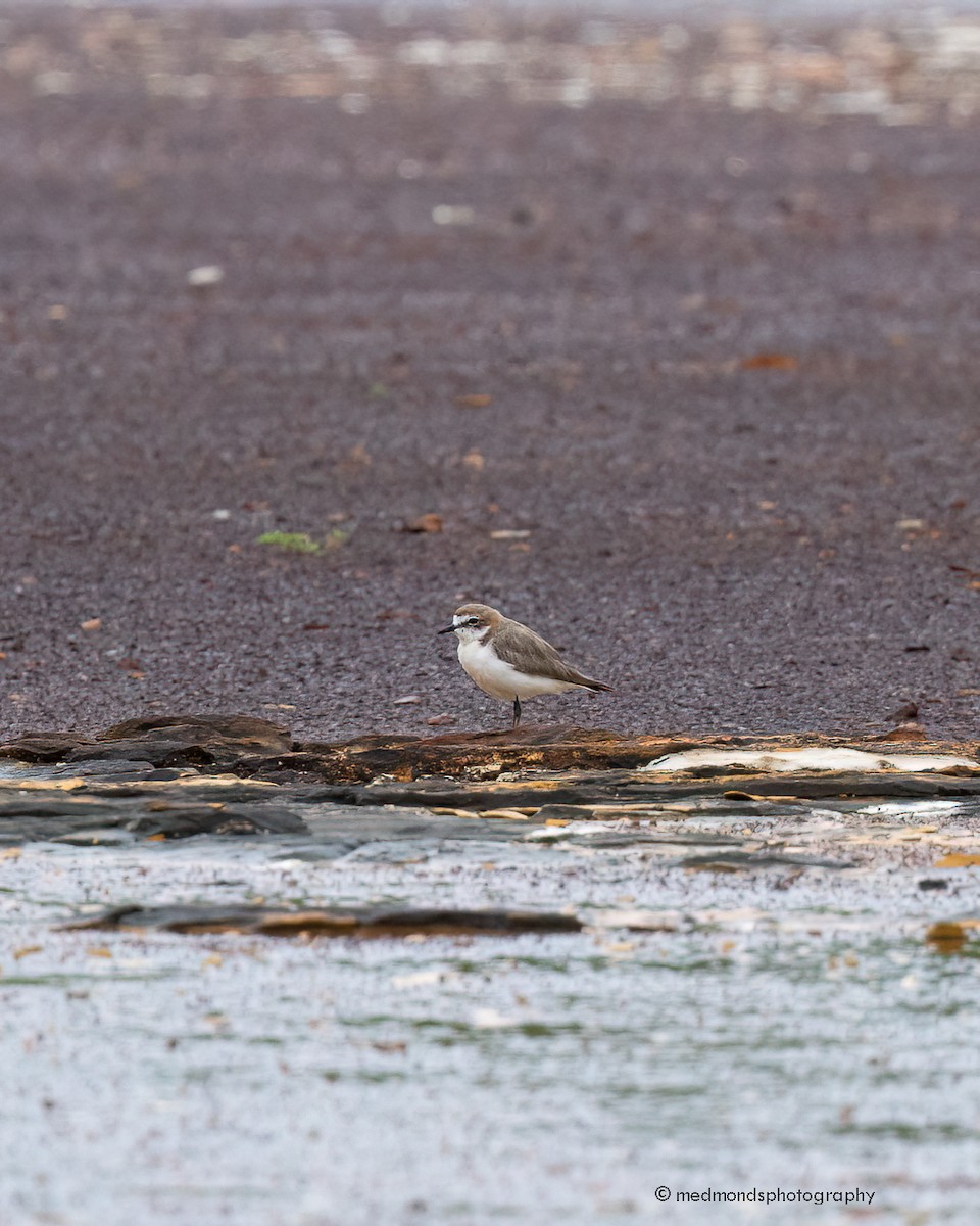 Red-capped Plover - ML616025197