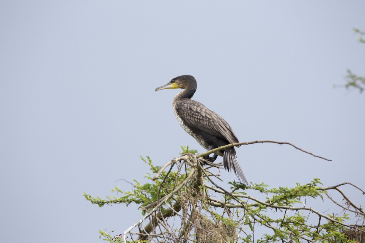 Great Cormorant - ML616025205