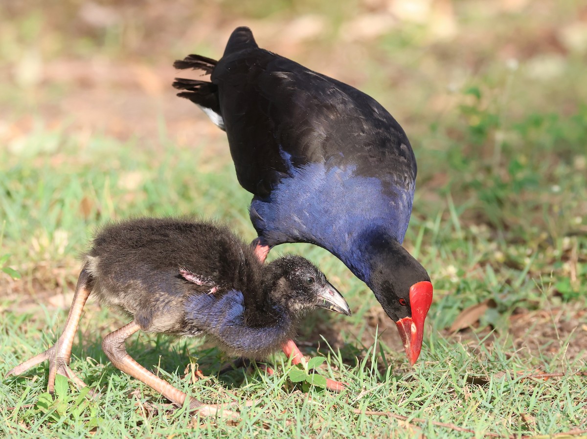 Australasian Swamphen - ML616025213