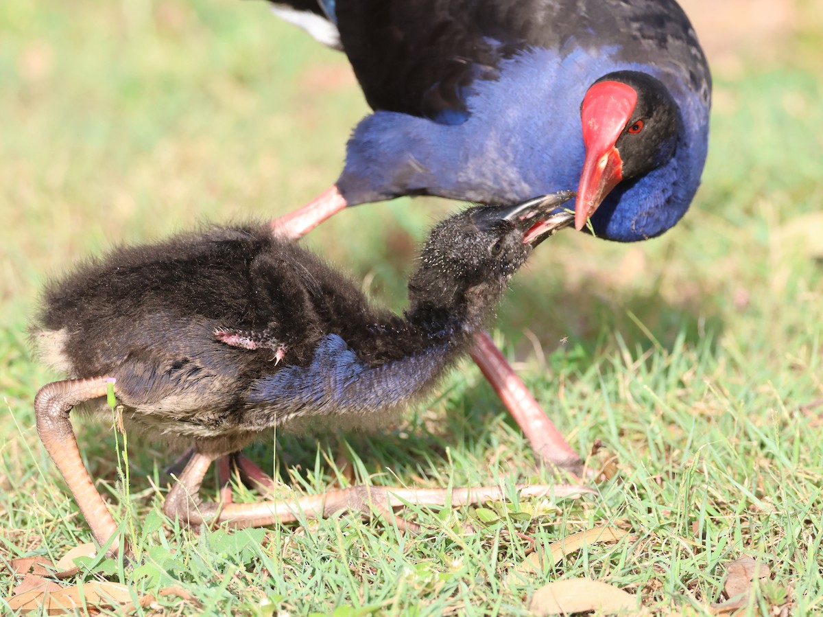 Australasian Swamphen - ML616025214