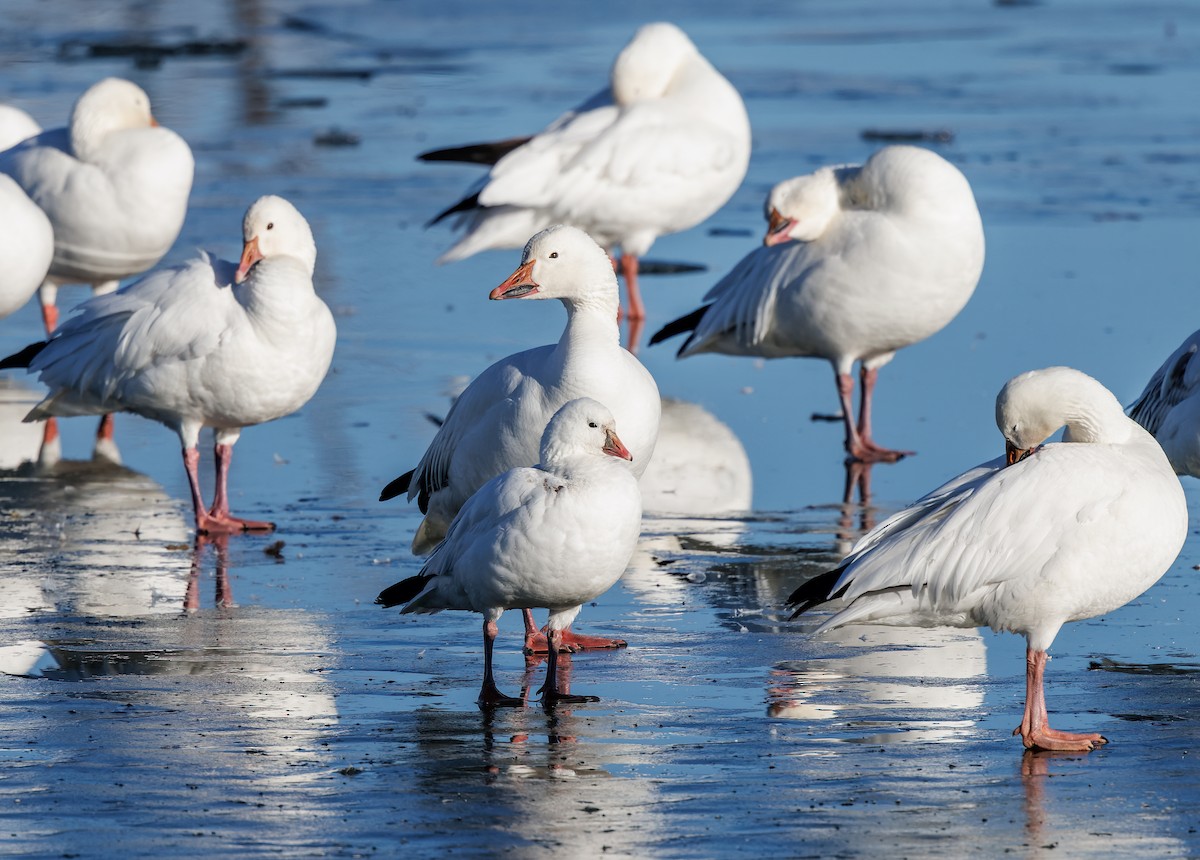 Ross's Goose - ML616025215