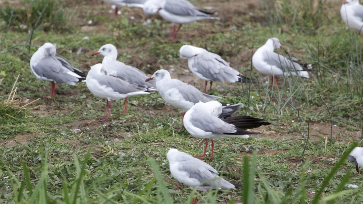 Gray-hooded Gull - ML616025257