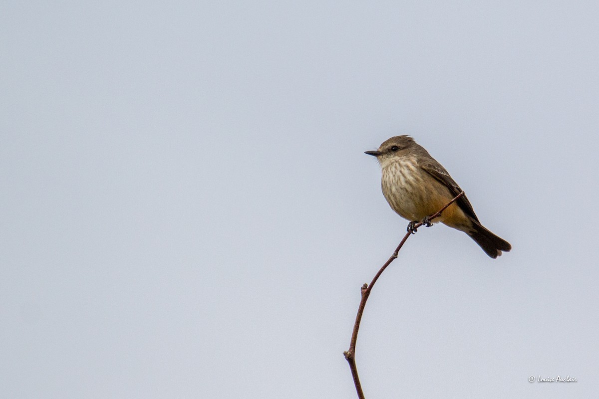 Vermilion Flycatcher - ML616025260