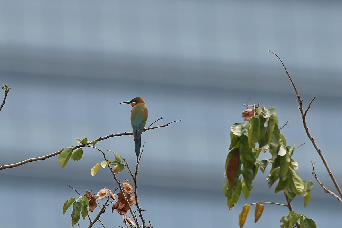 Blue-tailed Bee-eater - ML616025264