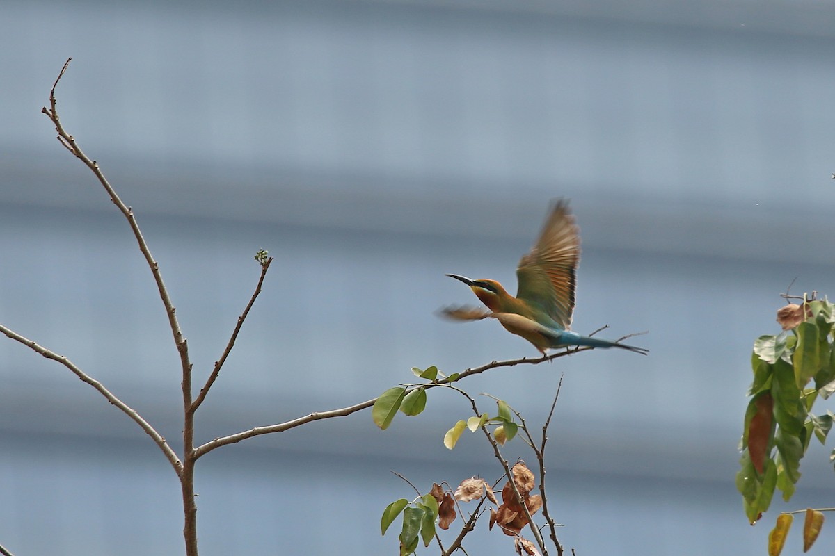 Blue-tailed Bee-eater - ML616025265