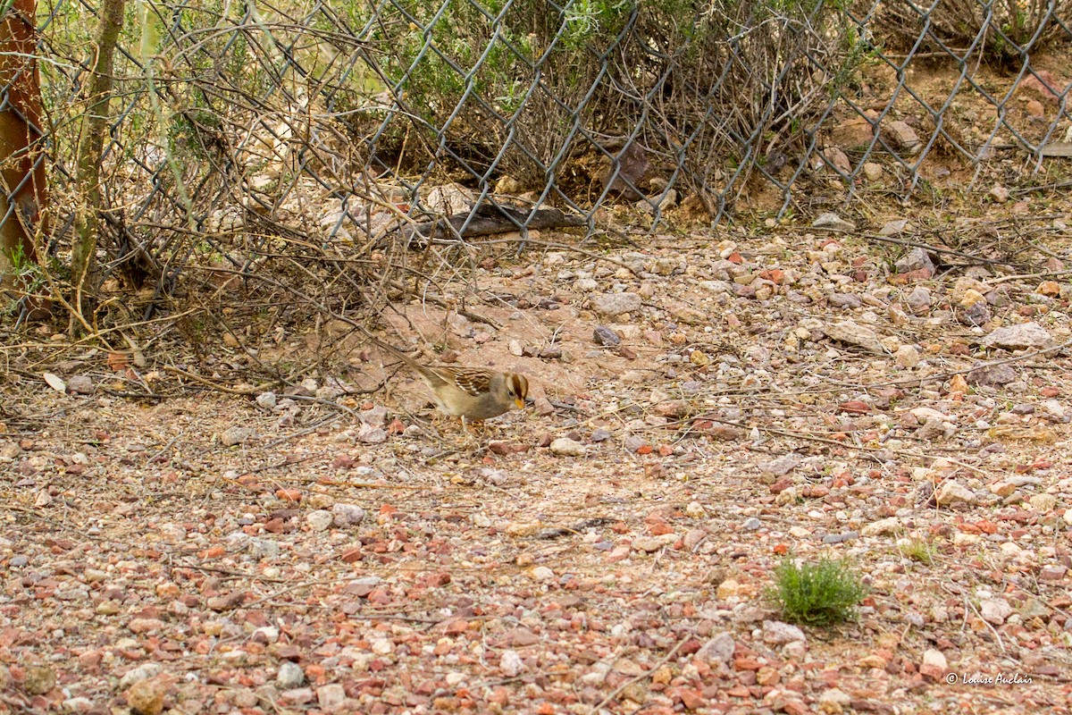 White-crowned Sparrow - Louise Auclair