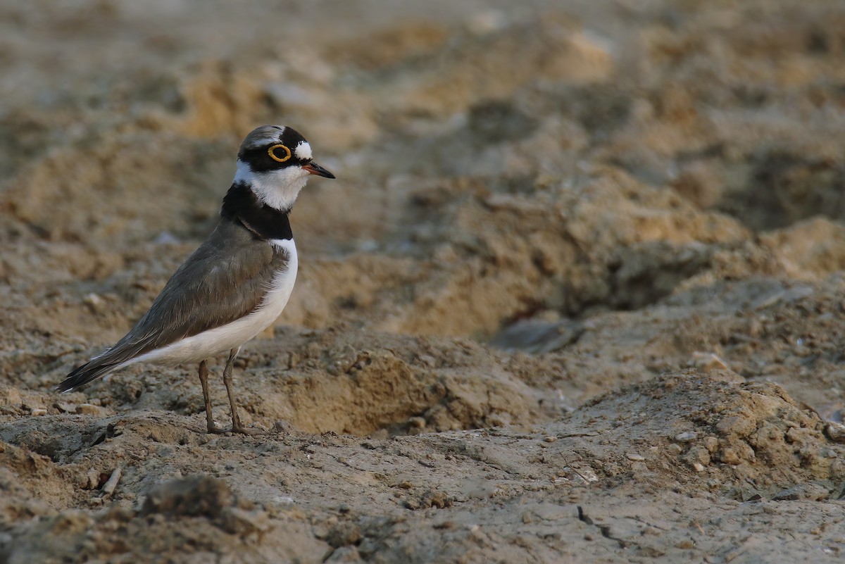 Little Ringed Plover (dubius/jerdoni) - ML616025292