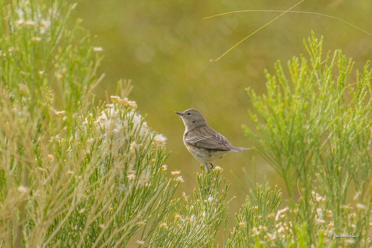 Yellow-rumped Warbler - ML616025297