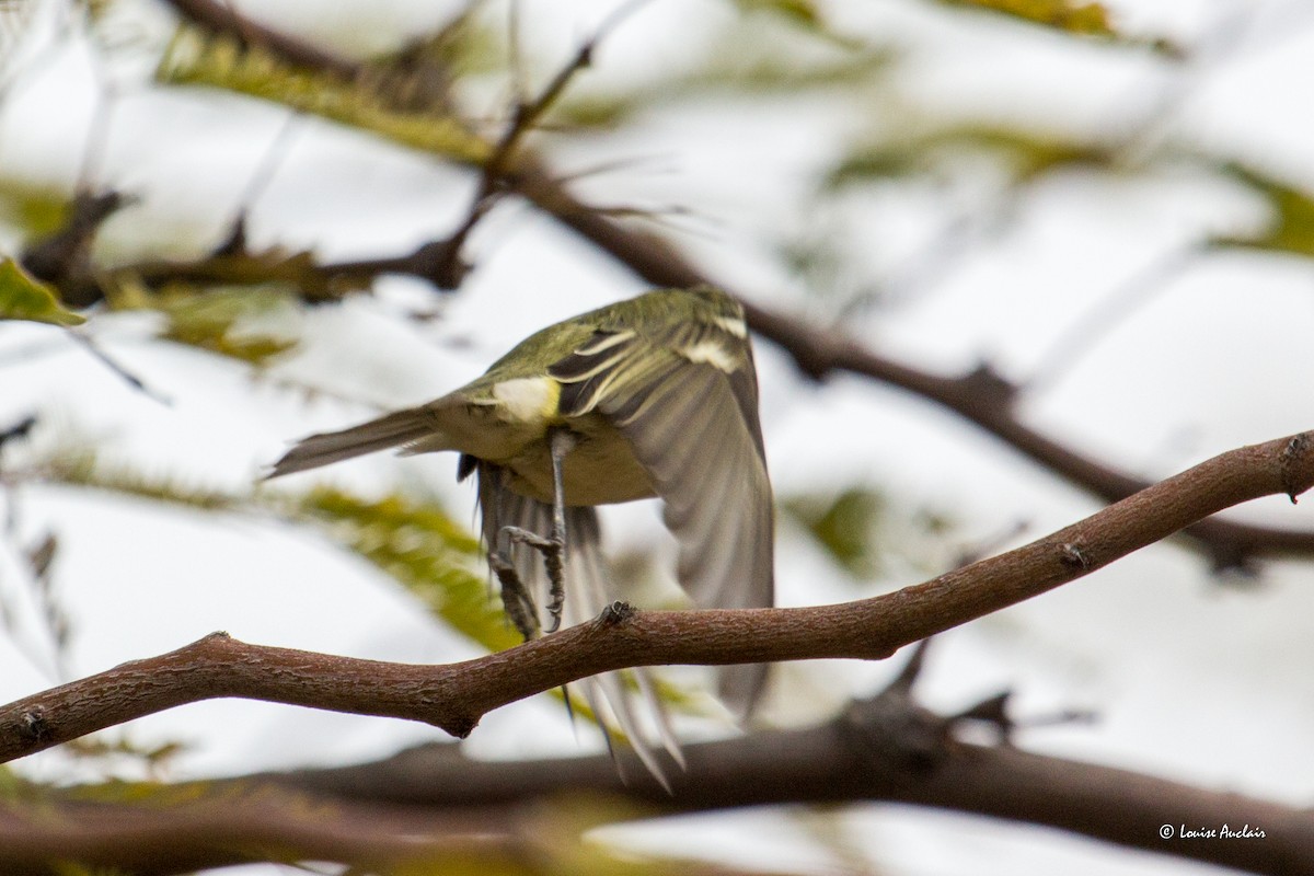 Vireo de Cassin - ML616025311