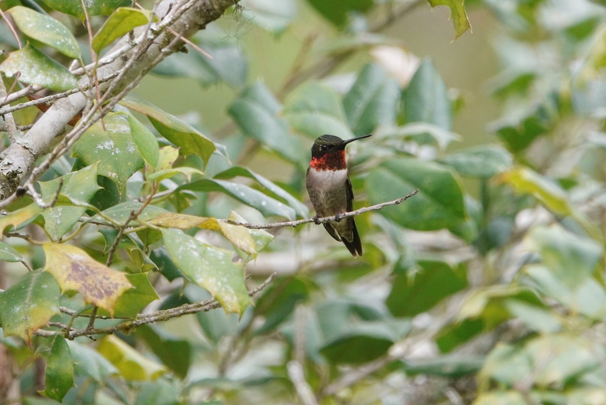 Ruby-throated Hummingbird - deborah grimes