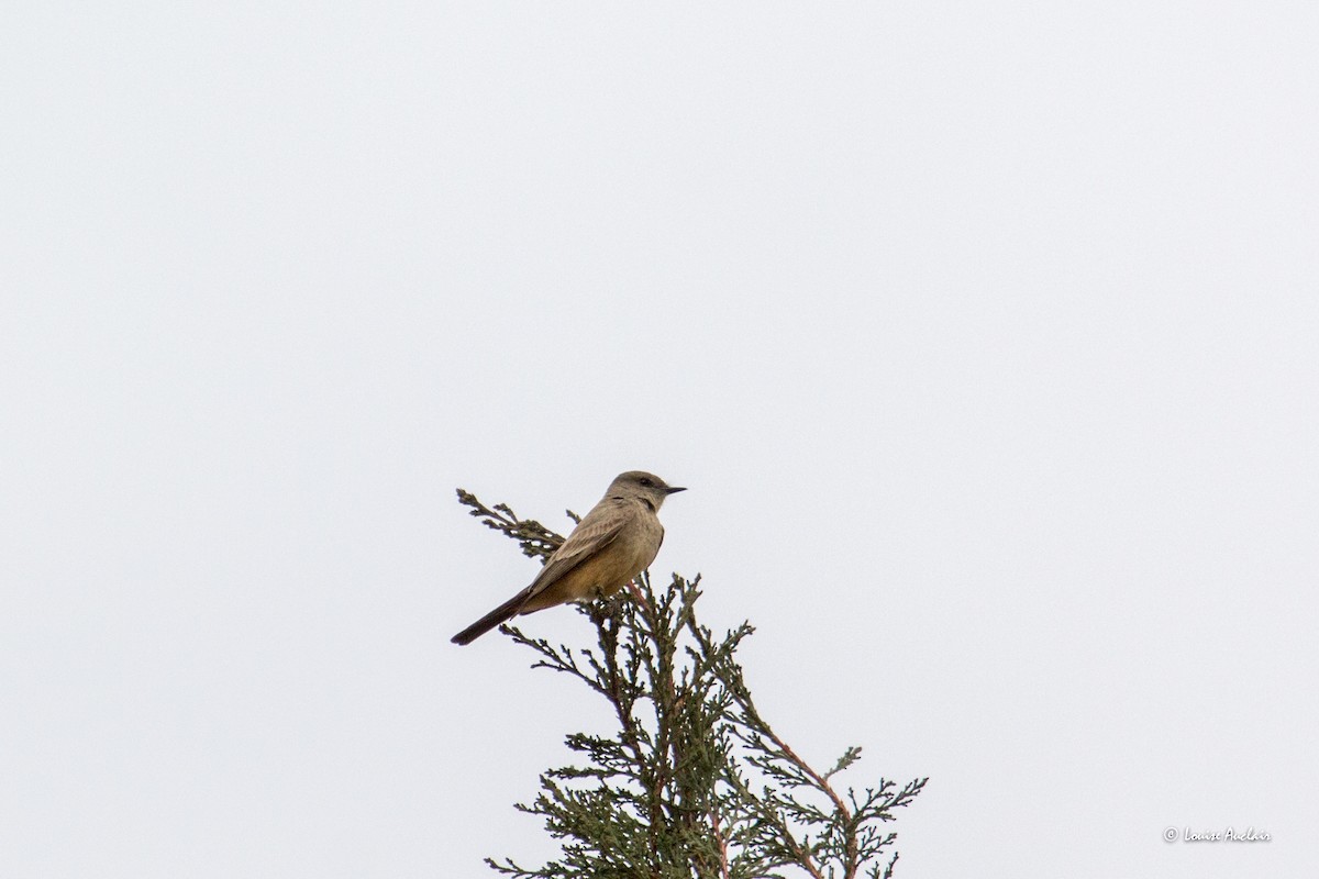 Say's Phoebe - ML616025355