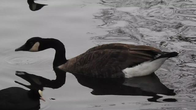 Canada Goose - ML616025367