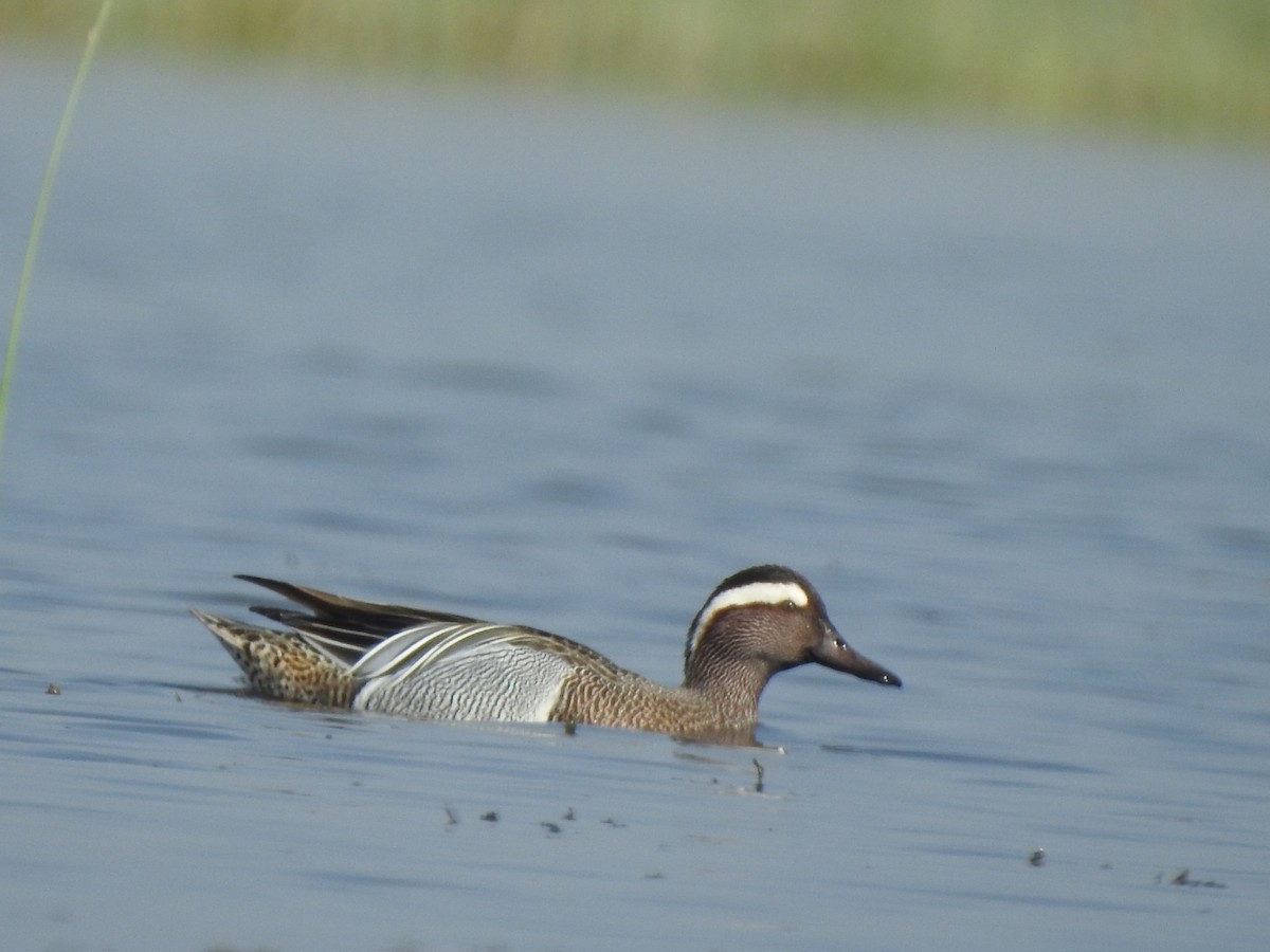 Garganey - ML616025398