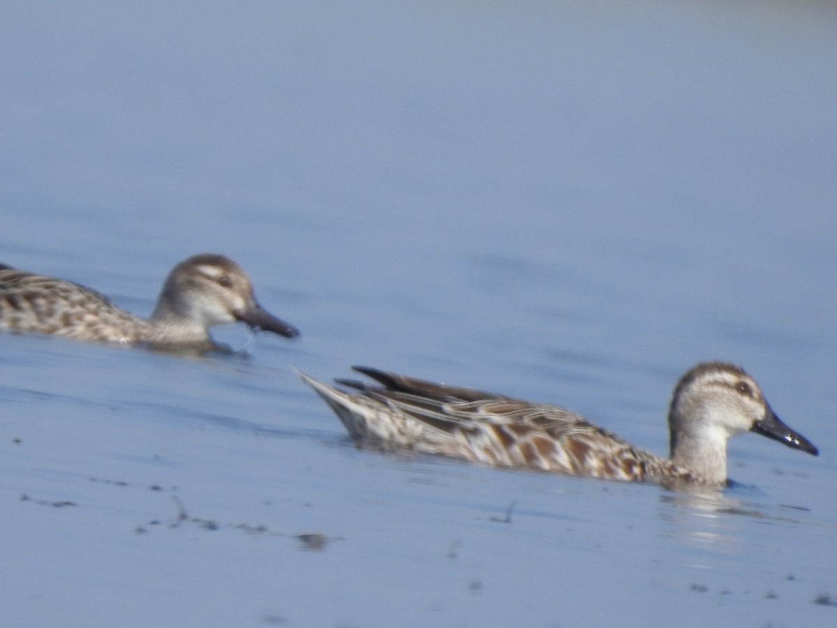 Garganey - ML616025399