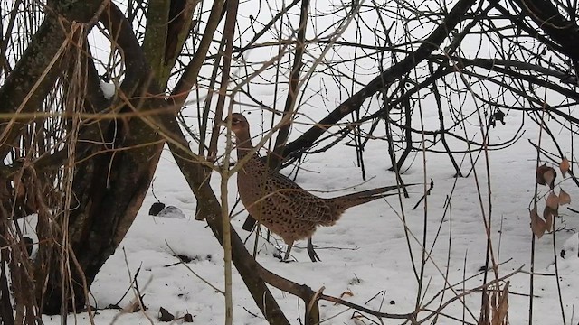 Ring-necked Pheasant - ML616025411