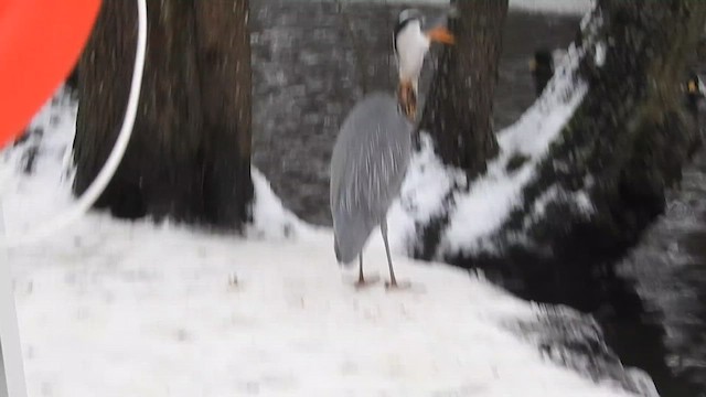 Gray Heron - ML616025423