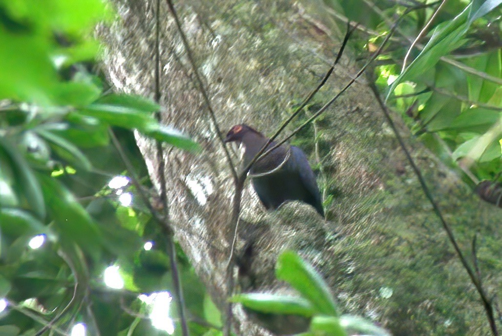 Pigeon à cou rouge - ML616025426