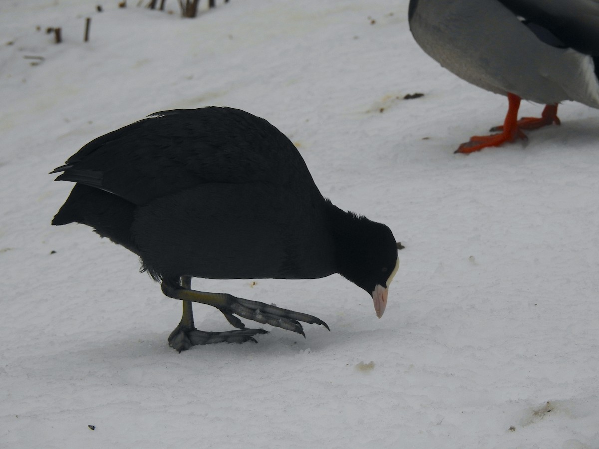 Eurasian Coot - Francis D'Souza