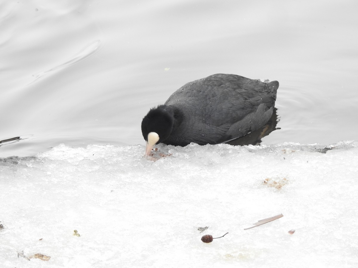 Eurasian Coot - ML616025448