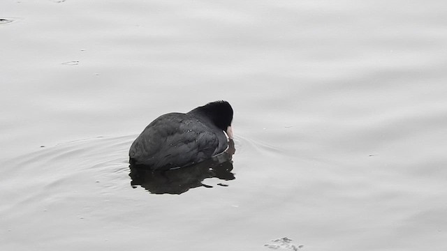 Eurasian Coot - ML616025451