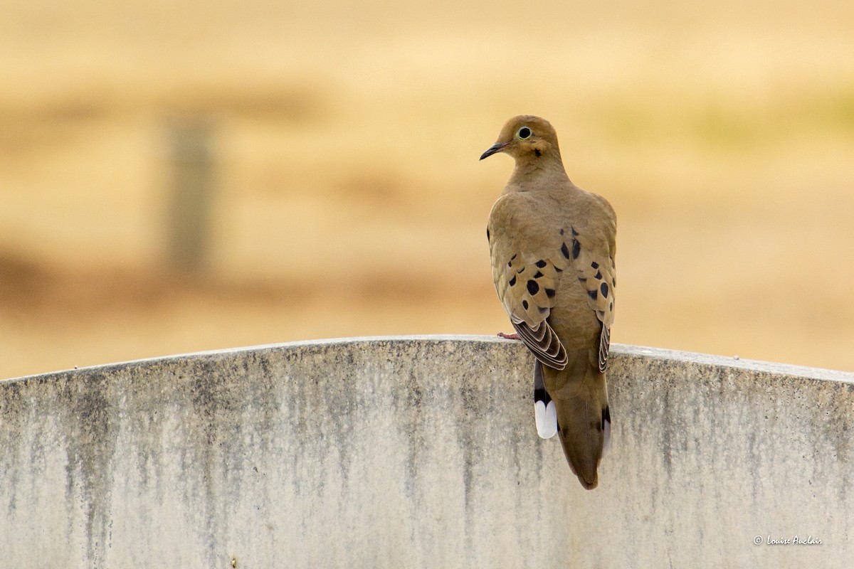 Mourning Dove - ML616025456