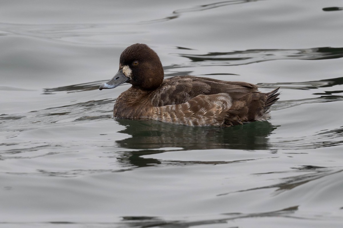 Lesser Scaup - Dominic Ricci