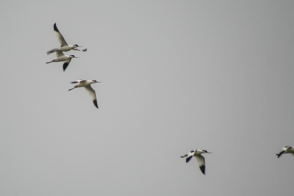 Pied Avocet - ML616025511