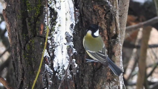 Great Tit (Great) - ML616025516