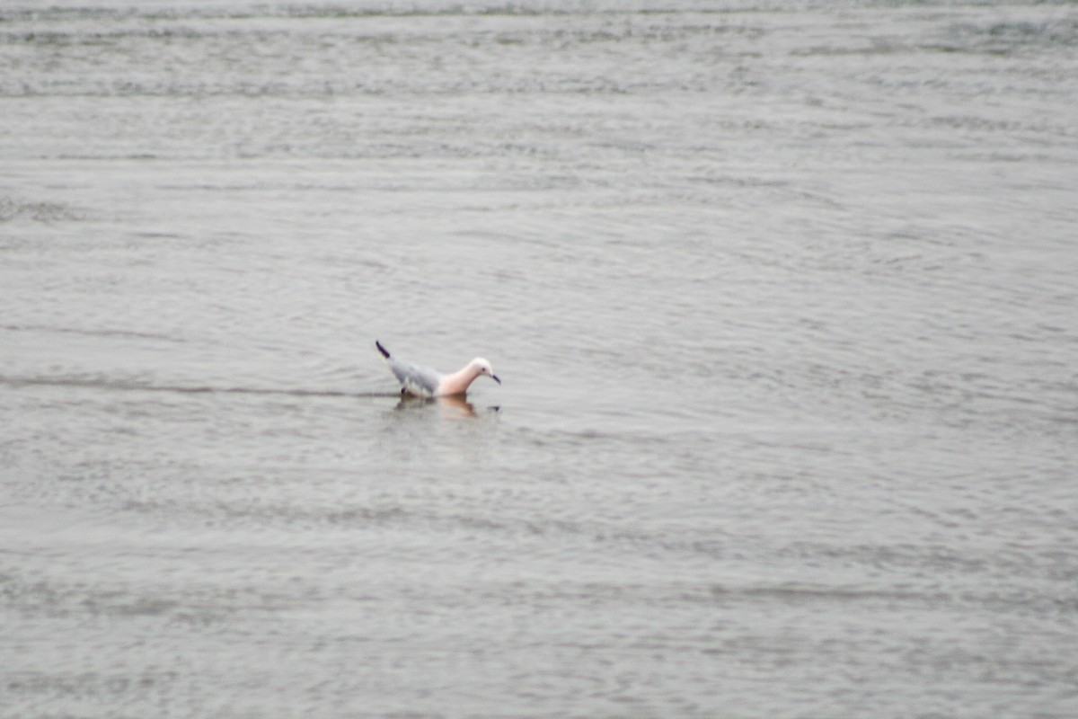 Slender-billed Gull - ML616025519