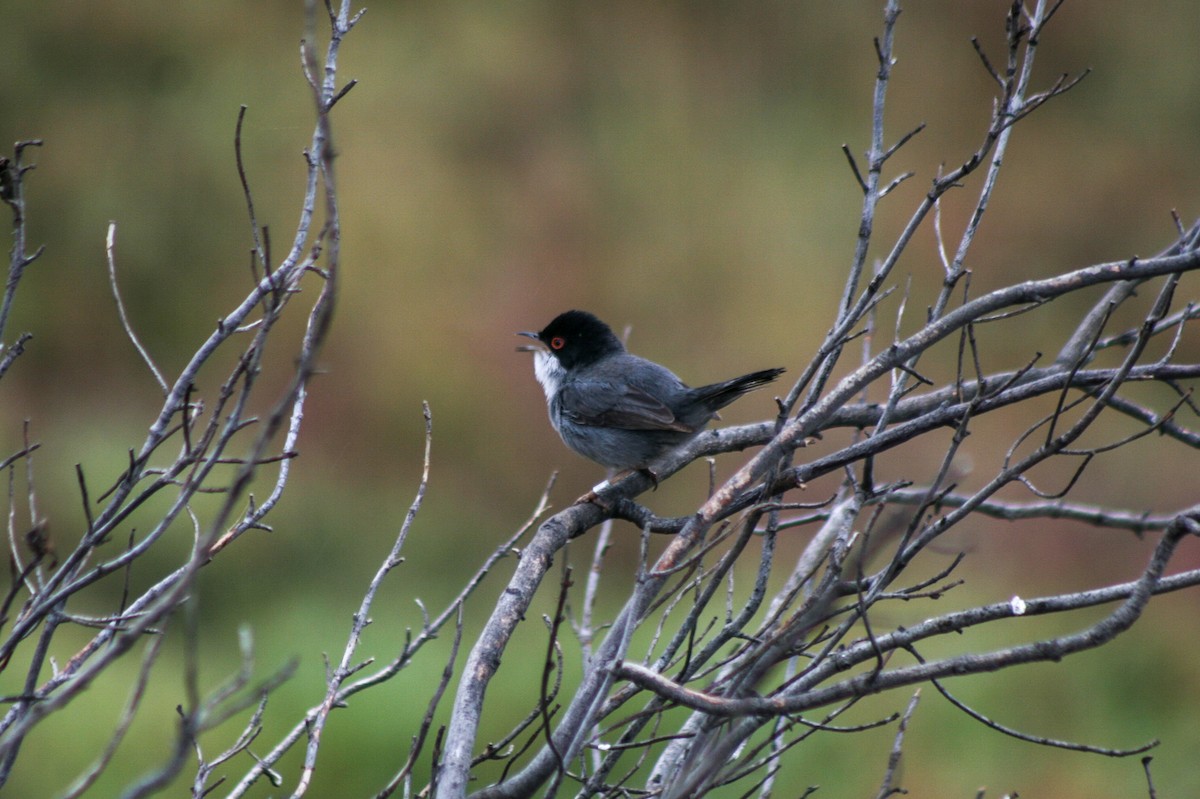 Sardinian Warbler - ML616025520