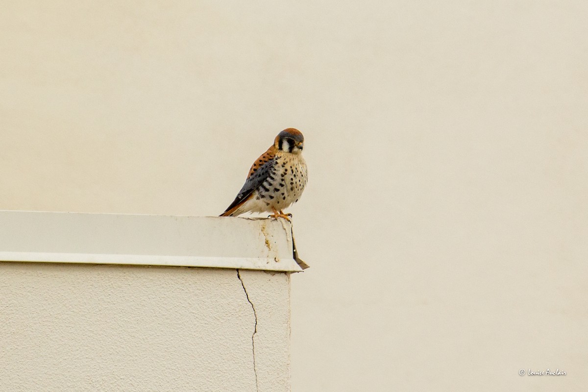 American Kestrel - ML616025521