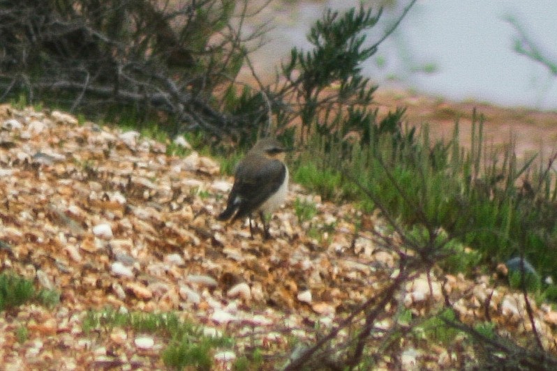 Northern Wheatear - ML616025524